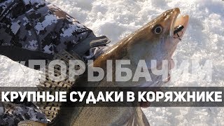 Ловля судака на реке в коряжнике | #порыбачим