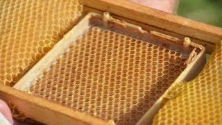 Вывод пчелиных маток с помощью джентерского сота. Хозяйство А.А. Цветкова.
