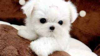 Tiny Teacup Maltese For Sale Ms Puppy Connection