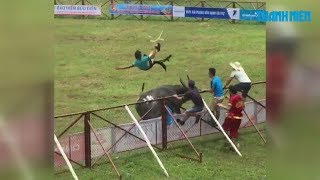 Hãi hùng trâu húc người trong thương ở Lễ hội chọi trâu Đồ Sơn