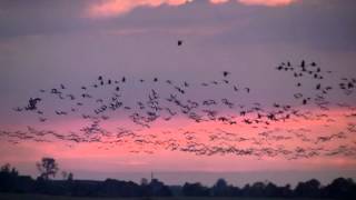 Żurawie / Cranes (grus grus)