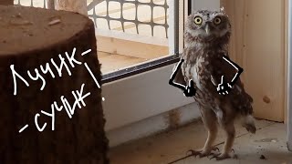Переселение сыча Кутуши в отдельный вольер. Суч Лучик не желает с кем-то делить свою жилплощадь