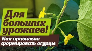 Как выращивать огурцы  Формировка и подкормки