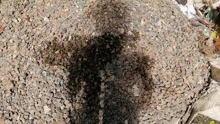 Peeing To Hot Stones ? | Cool down heated earth ? | stop global warming ?|men pee in outside ?