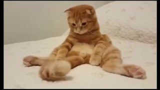 ТОП 5 лучшие видео про кота. Смешной кот.