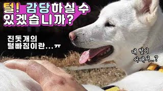 진돗개는 털이 얼마나 빠질까요? 이 영상을 참고해 보시길...(털 뿜뿜 주의)