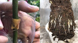 Nhân giống hoa hồng nhanh nhờ vỏ chuối | Tác dụng của vỏ chuối