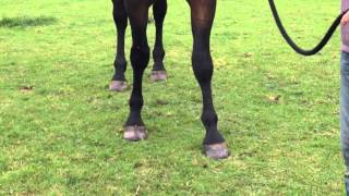 Horse with a fractured forelimb, broken leg