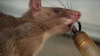 Giant Rats Can Detect Tuberculosis! | Extraordinary Animals | Series 2 | Earth