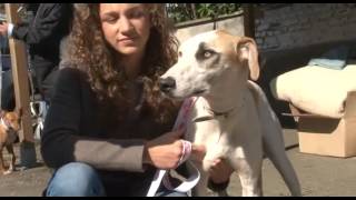 Galgos Rescue Belgium (Le massacre des Galgos) - Court métrage Documentaire