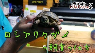 ロシアリクガメの飼育の仕方