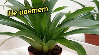 Почему Гузмания не цветет? Как заставить зацвести растение.