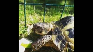 Лучшие видео приколы с черепахами