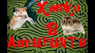 Лабиринт для хомяка | Хомки Звездочка и Персик проходят лабиринт | Видео про хомяков | Hamsters