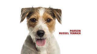 Parson russell terrier - Atlas plemen - Tlapka TV