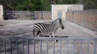 Одесский зоопарк - Животные .Odessa ZOO animal.