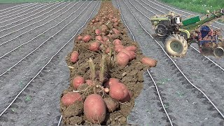 Урожай картофеля 2019 после капельного полива!