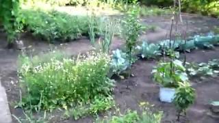 ПОПРОСИЛИ показать КАК РАСТУТ АРБУЗЫ
