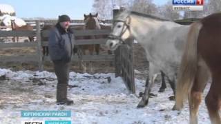 Юргинский район развивает животноводство