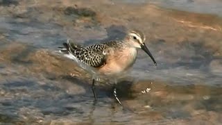 Correlimos zarapitín (Calidris ferruginea) Curlew Sandpiper
