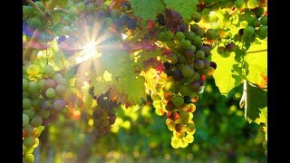 Dr. theol. Roger Liebi - Das Gleichnis vom Weinstock - Der Abfall von Wiedergeborenen ?