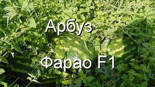 Арбуз Фарао F1