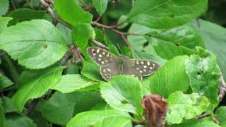 Speckled Wood - WWT Washington