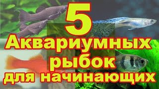 5 неприхотливых аквариумных рыбок для начинающих