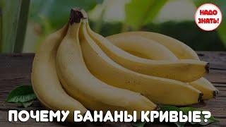Почему бананы кривые?