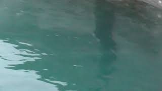 排水溝からは、大量のプランクトンが流されてくるため、魚も必然的に多く集まります。