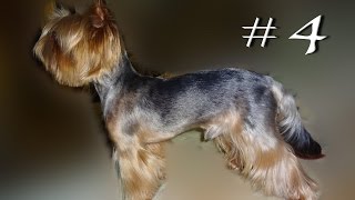Йоркширский терьер. Стандарт и внешний вид