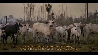 SOB A PATA DO BOI - Trailer