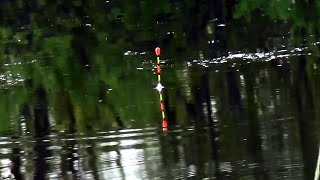 С поплавчанкой за карасём. Catching crucian carp on the float rod