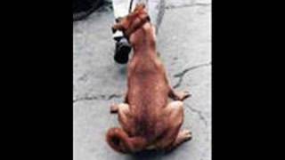 Animal Abuse: Be Aware