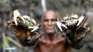 Steeds minder Braziliaanse krab door klimaatverandering - RTL NIEUWS