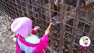 VLOG Саша девочка кормит животных. Кабаны и олени. Animal feed. Boar and deer