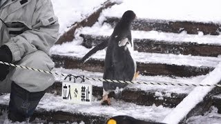 旭山動物園 ジェンツーペンギン38番脱走お散歩-Gentoo penguin-