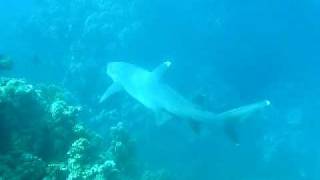 squalo pinna bianca sulla barriera corallina - Marsa Alam