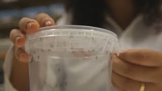'코로나19' 와중에 지카바이러스까지…'3명 감염' / 연합뉴스TV (YonhapnewsTV)