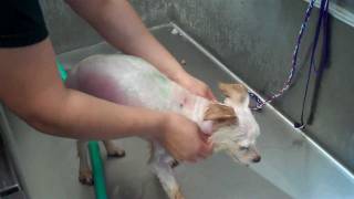 Animal Cruelty Case