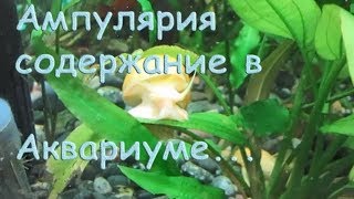 Улитки ампулярии самец самка. Ампулярии содержание, размножение и уход.
