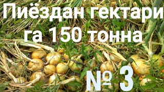 Пиёздан гектарига 150 тонна. 3-қисм.