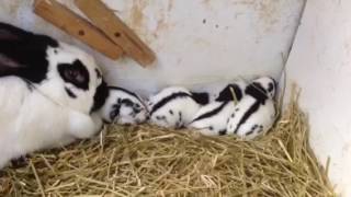 Mon élevage de lapins Géant papillon Français de race pure