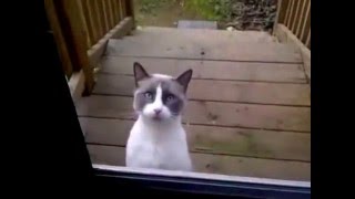 Кот пытается что-то сказать