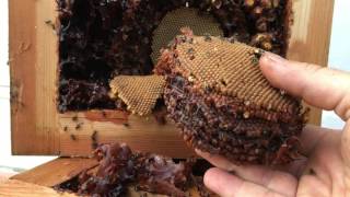 Removing brood ?