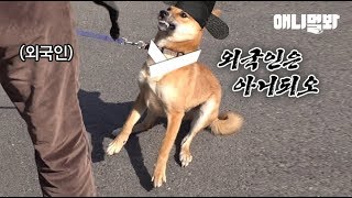 민족대명절 설을 맞아 우리 선조 흥선개원군 납셨습니다. l Patriot Doggo Only Barks At Non-Koreans LOL