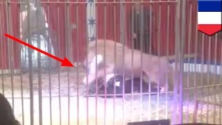Lion attacks trainer: lion grabs tamer by the throat, drags him across stage at circus - TomoNews
