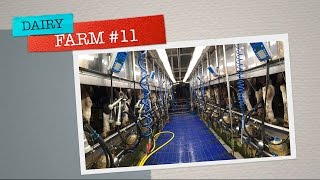Работа на молочной ферме Финляндии. Как проходит дойка #11