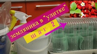 Рассада земляники в "улитке". Шаг 2.