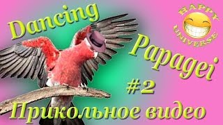 Papagei Dance Rock! | Попугай танцует! #2 |Funny Animals !